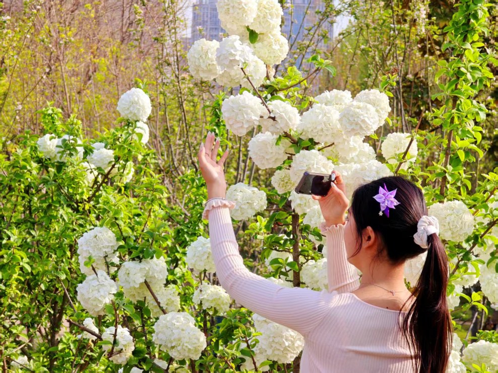 美！瓊花與中華木繡球“同臺爭艷”
